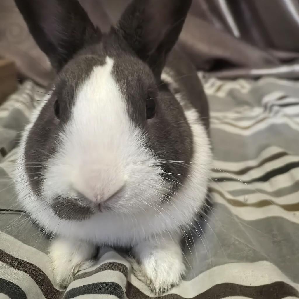 躺平局😃/局长