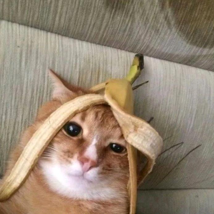 立志成为好战的狼