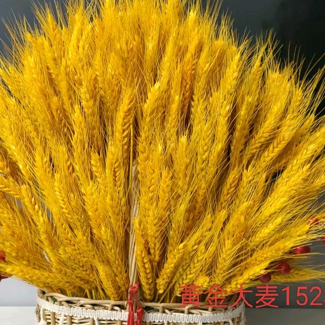 黄金大麦