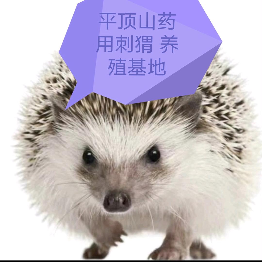 平顶山江丰养殖有限公司药用刺猬养殖基地
