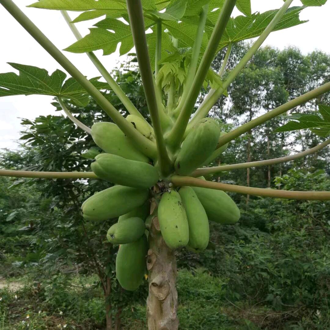 把回忆还给晚风