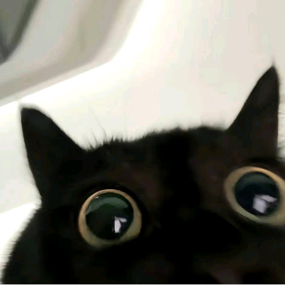 猫九ོ