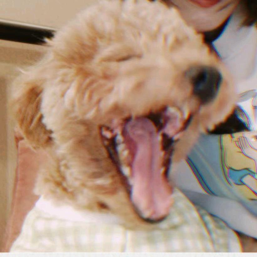 灰太狼大王（灰太狼）