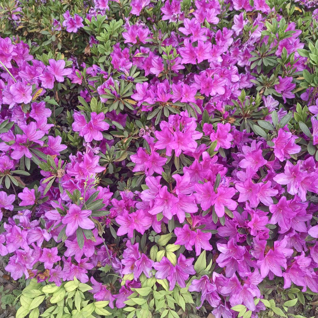 何苦相思煮余生