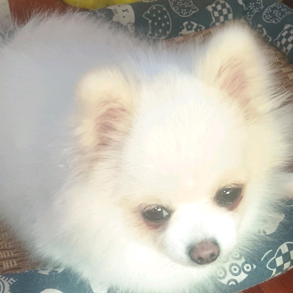 博美球宝的成长记