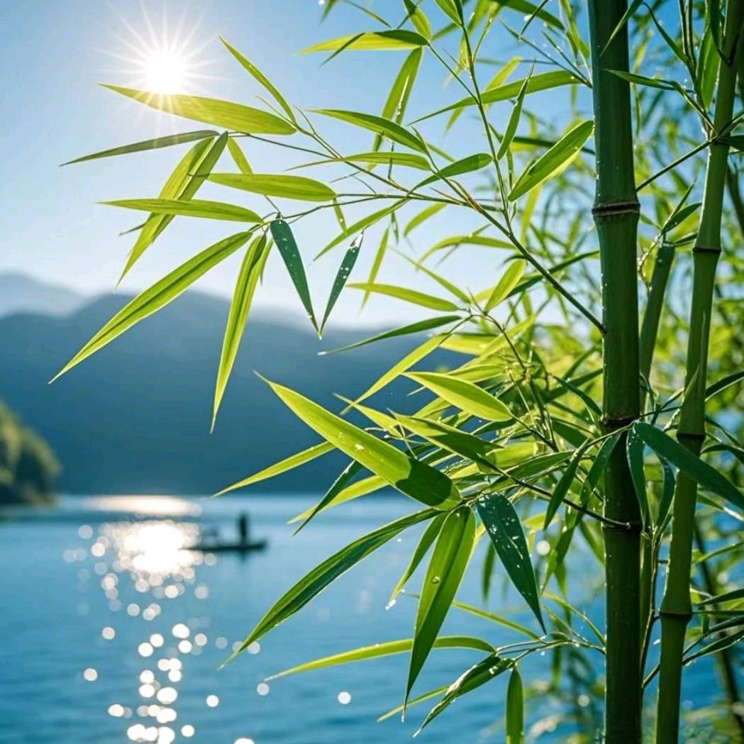 黑玫瑰张