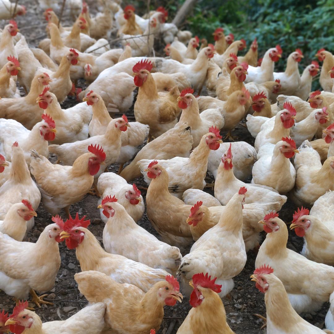 旺兴养鸡基地