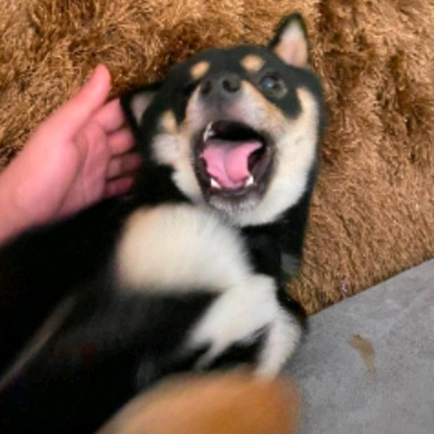 喜上