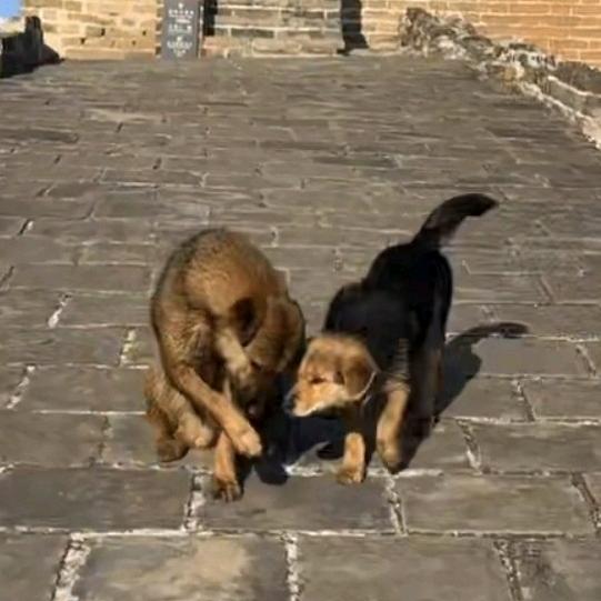 🇨🇳201013长城91121