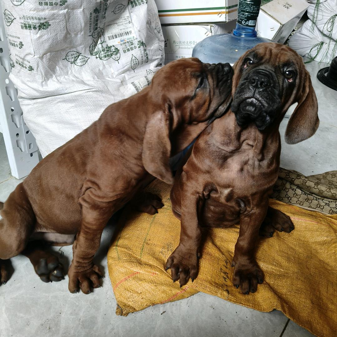 大皮皮和小皮皮