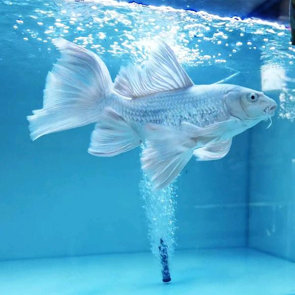 国鲤蝴蝶鲤～鱼场批发