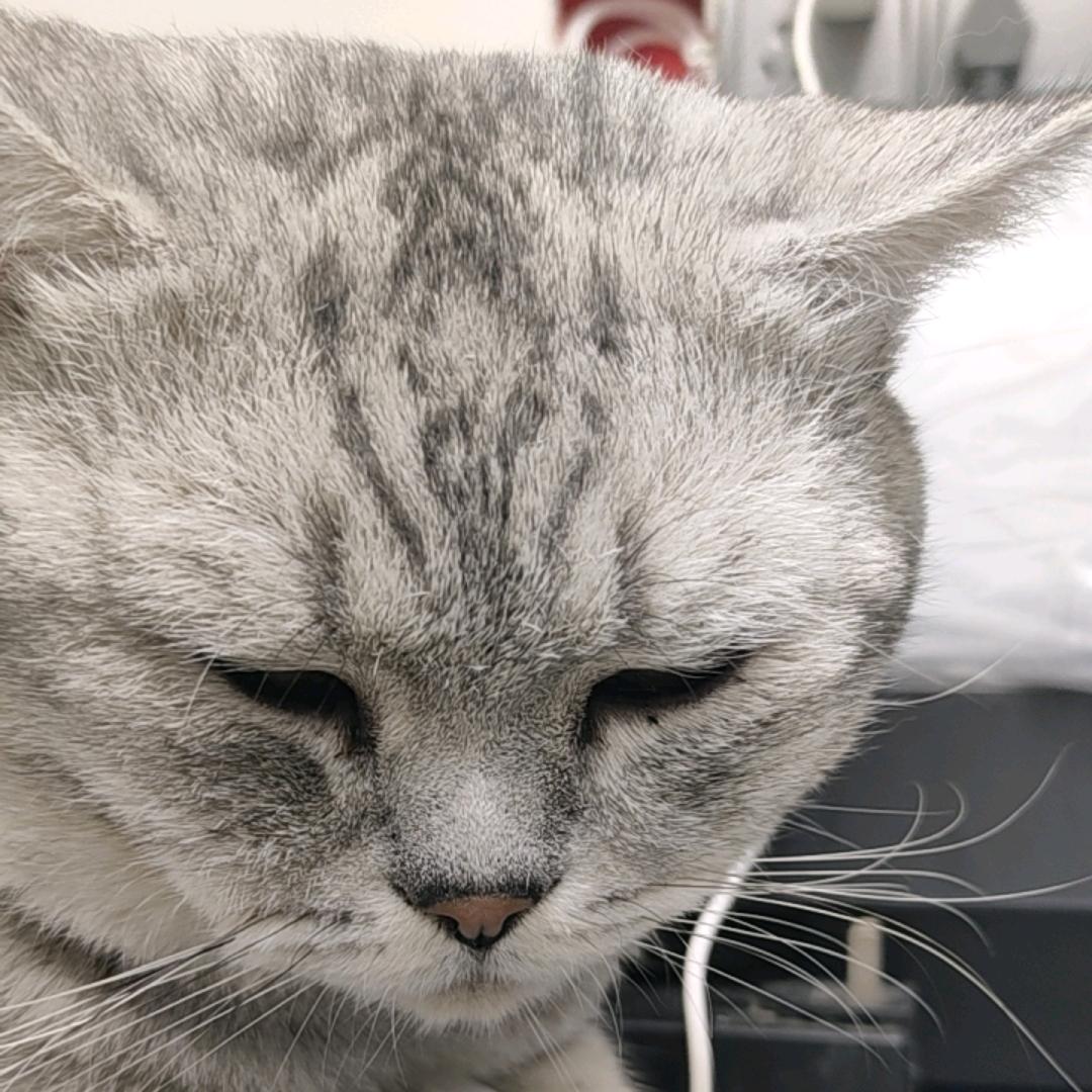 七喜AI分身（不能熬夜版）