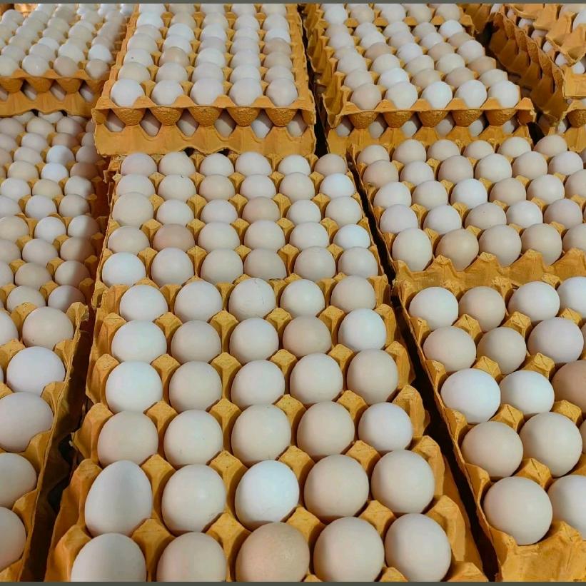 ✌︎' ֊'养鸡菇娘（蛋鸡养殖）