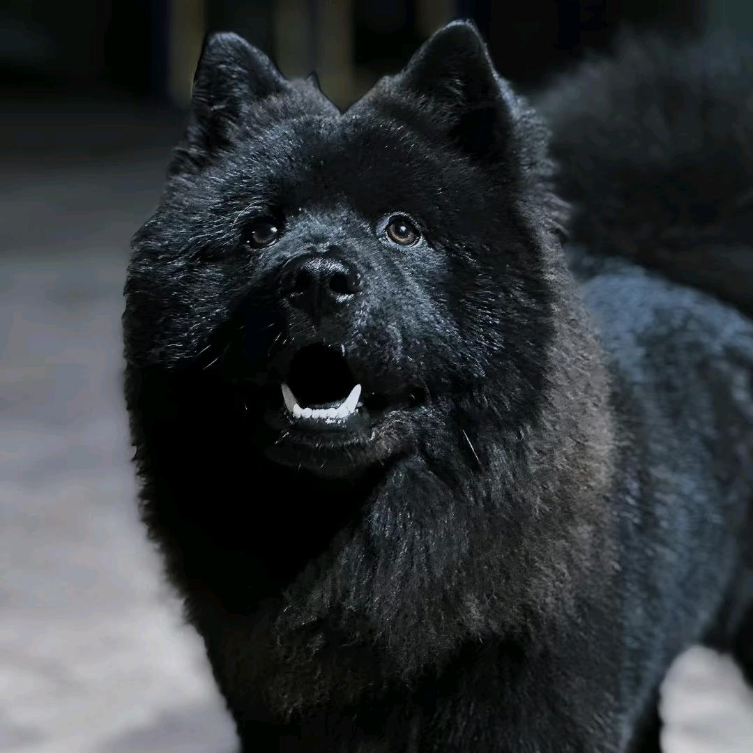 纯黑战士