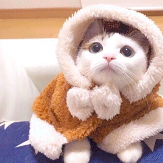 ☄︎小笼包𓁋
