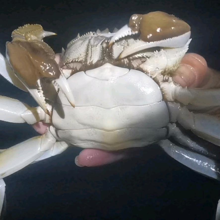 蟹行天下