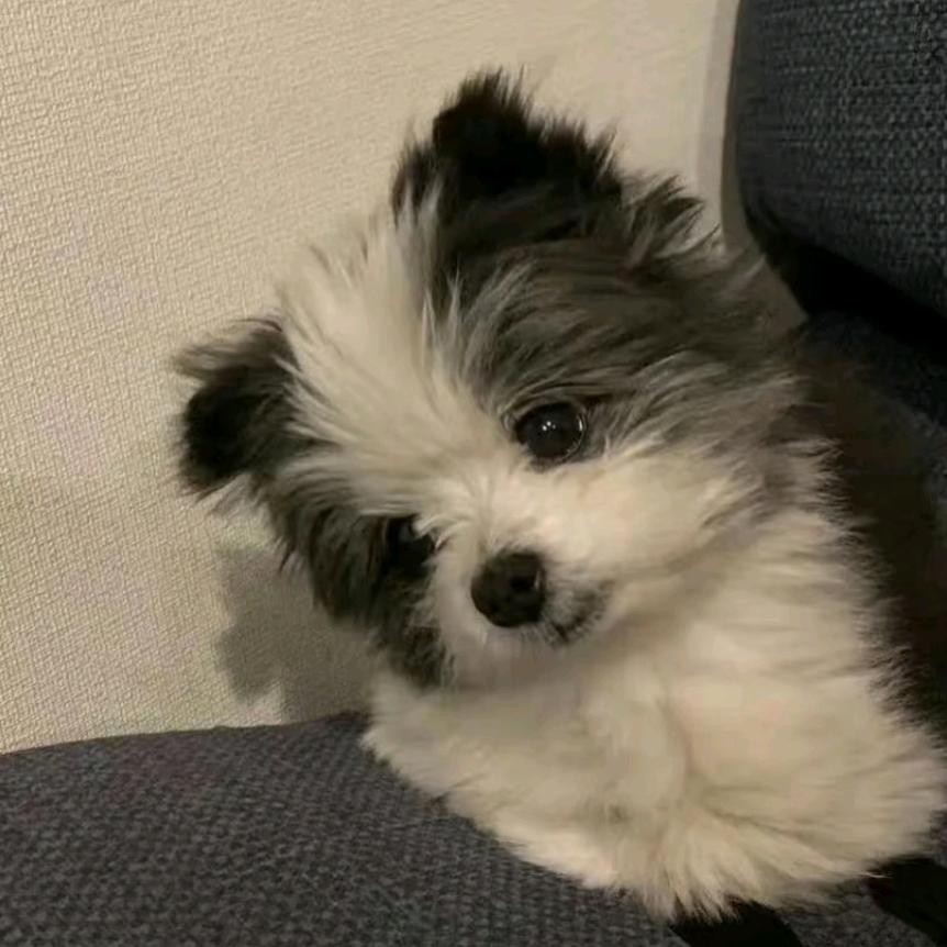 橙子不橙