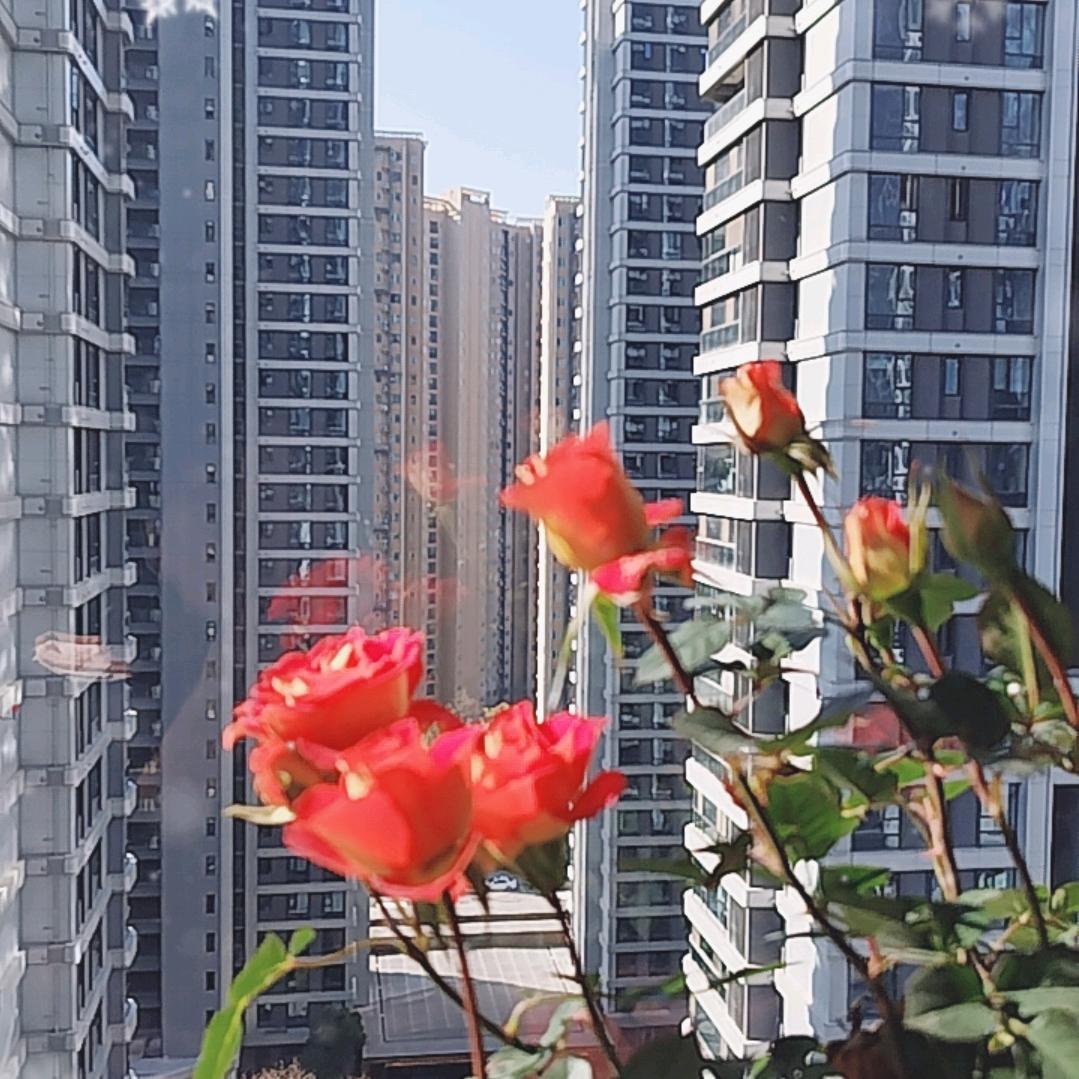 朱砂