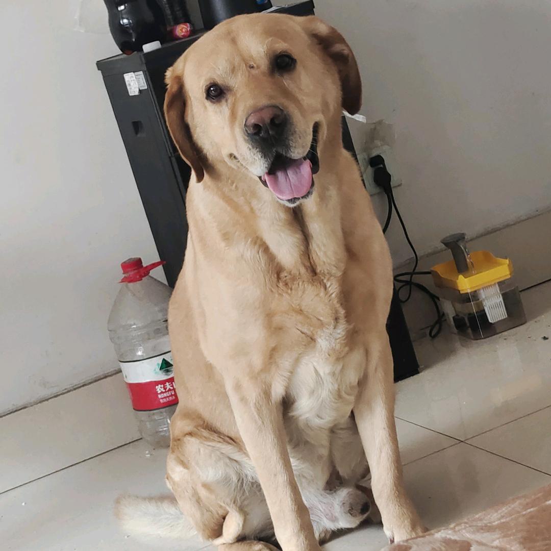 双子座得晓哲柠檬茶烤奶新品已出🉑跑腿