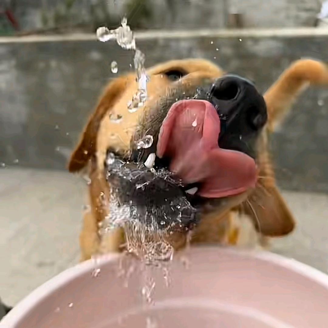 阳光灿烂的圣徒饭