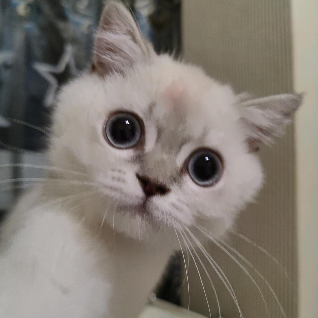 黎花儿
