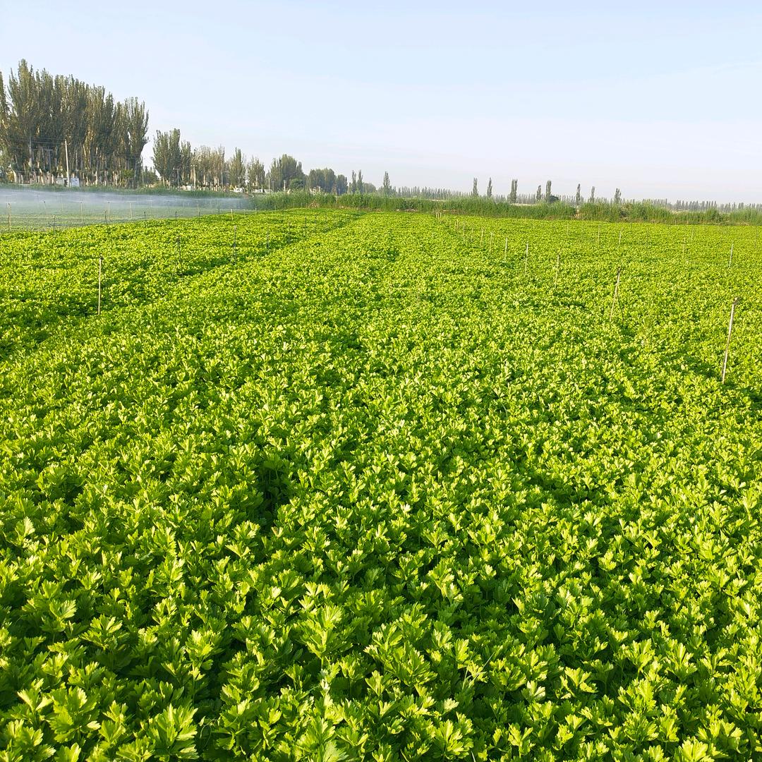 এ᭄🥀এ᭄࿐ᩚ💝?