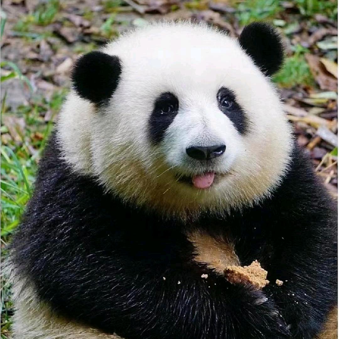 喀什葛尔的胡杨