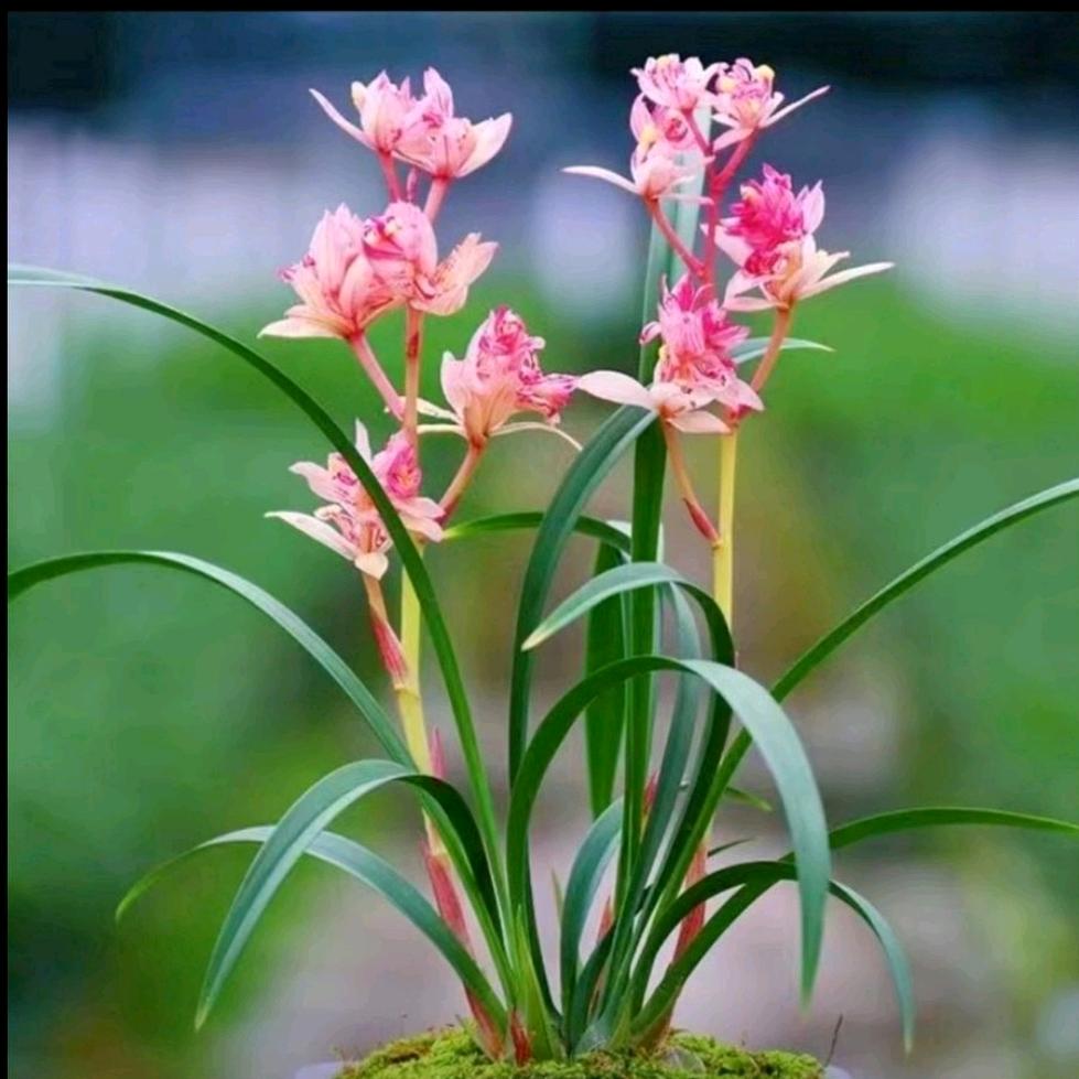 星离雨散谁同悲