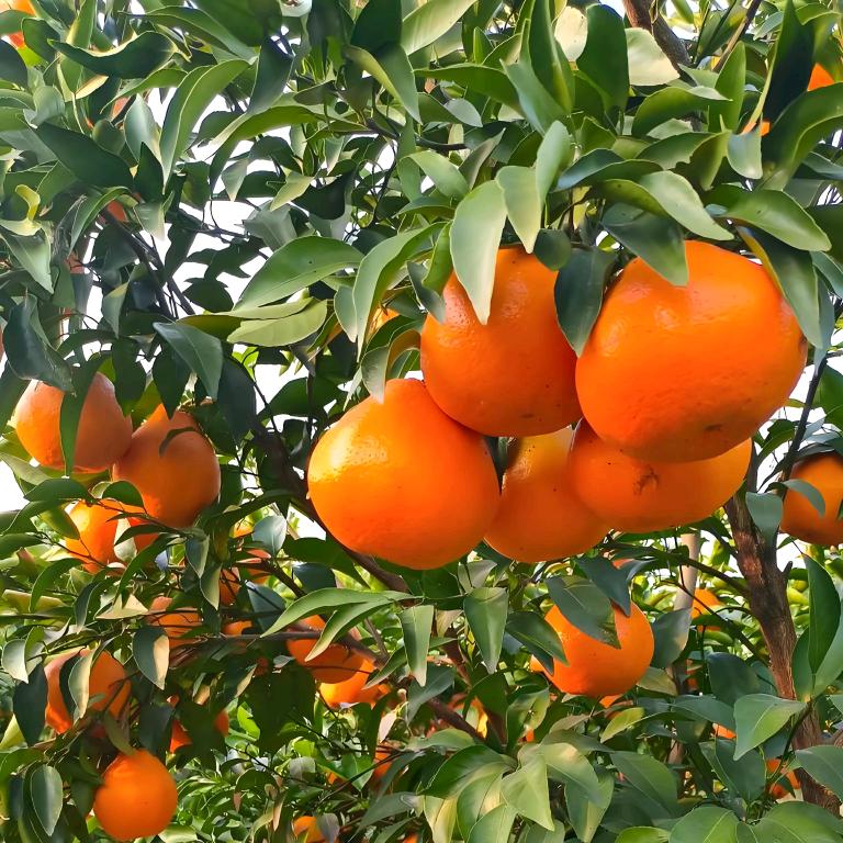 农溪农产品源头严选