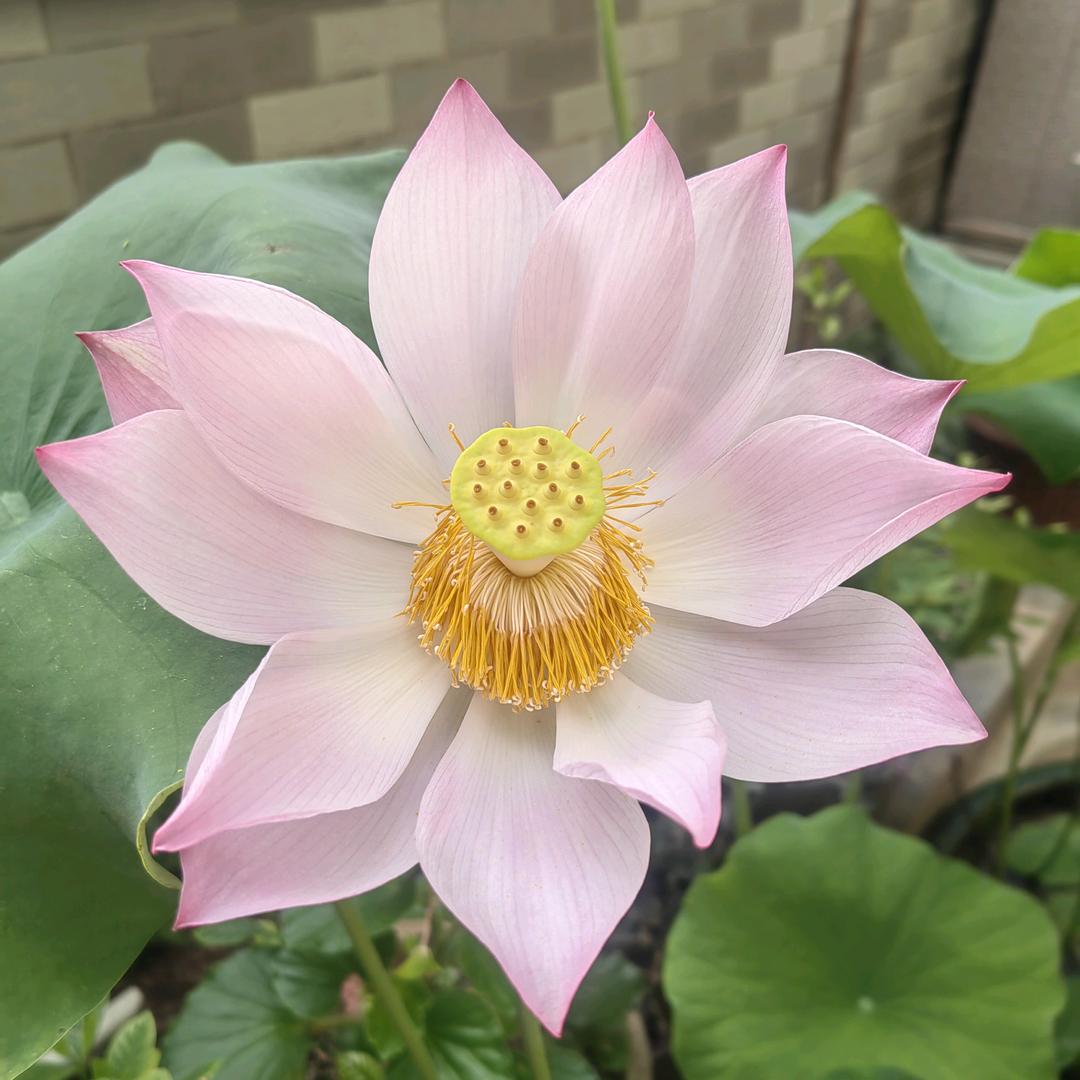 翔妈手工