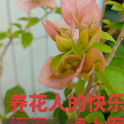 创始