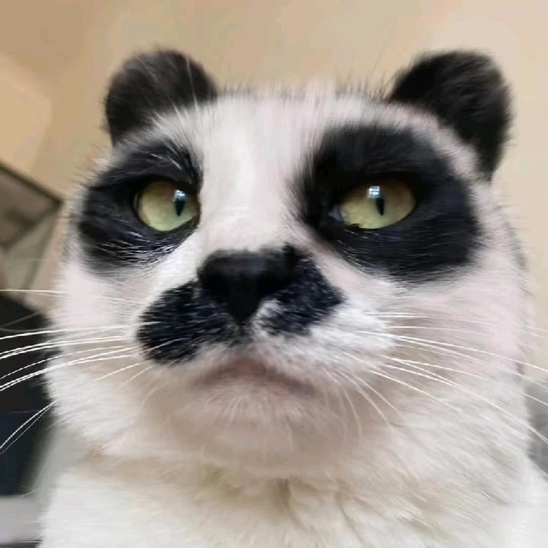 喵喵喵喵喵喵喵喵喵喵喵喵喵喵喵喵