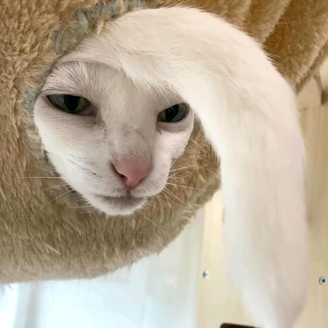 疑心病.