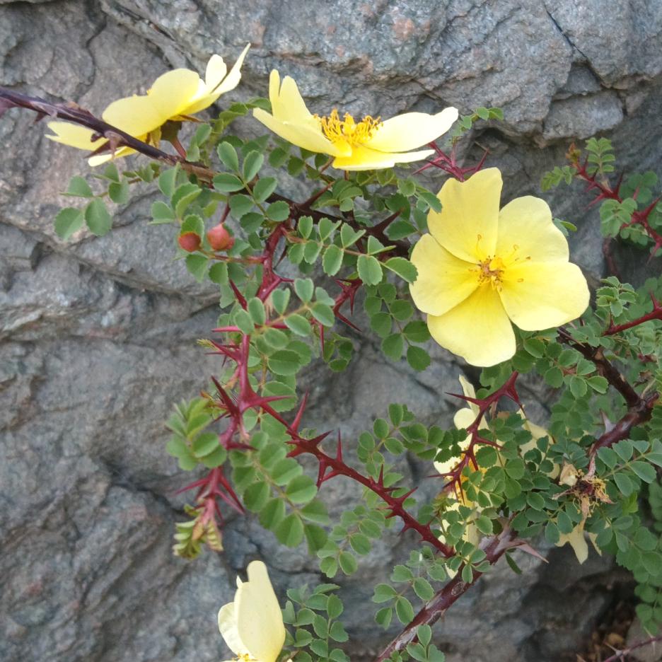 沙沙一