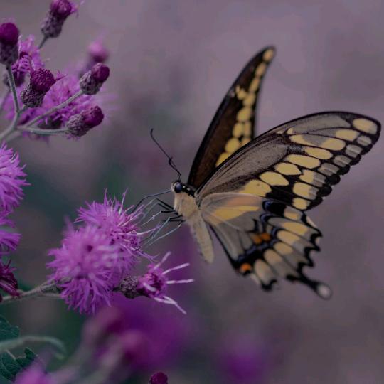 一只蝴蝶🦋