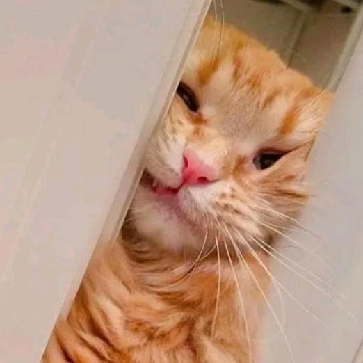 郭郭猫meme