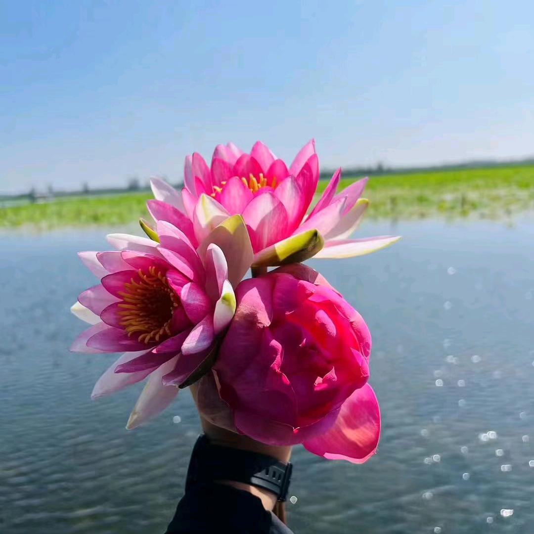 白洋淀周哥