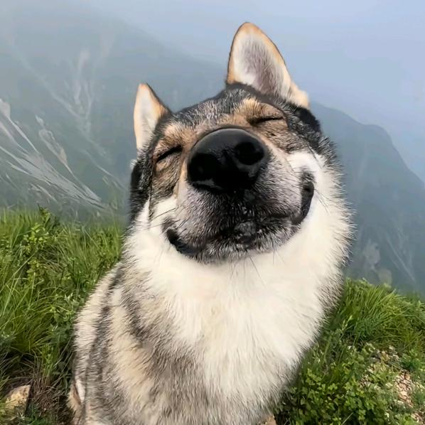 川工大洲学长（校园生活答疑解惑）