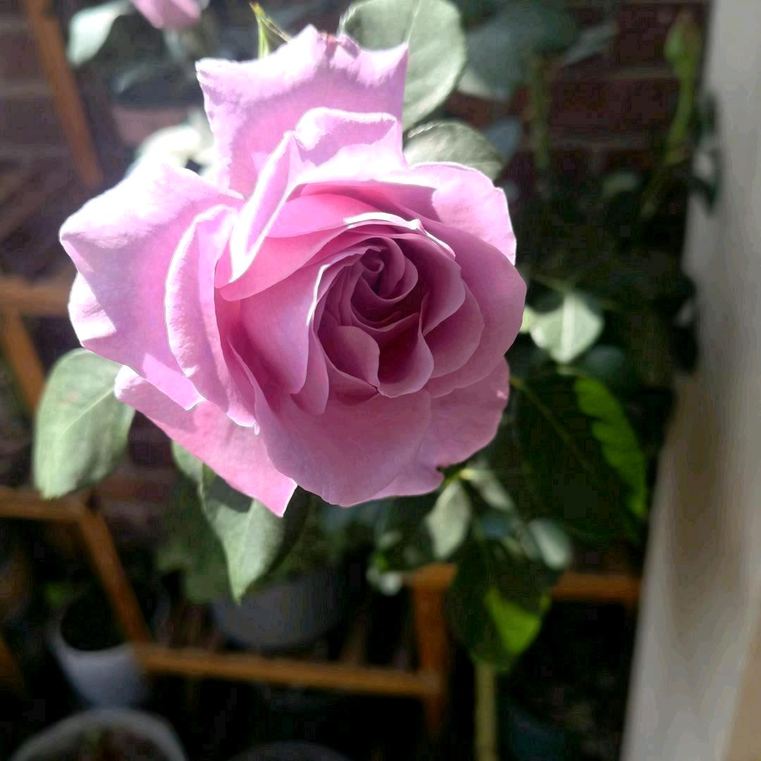 ✨春暖花开✨