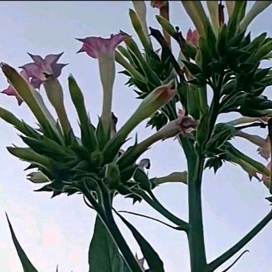 明天💓的太阳☀