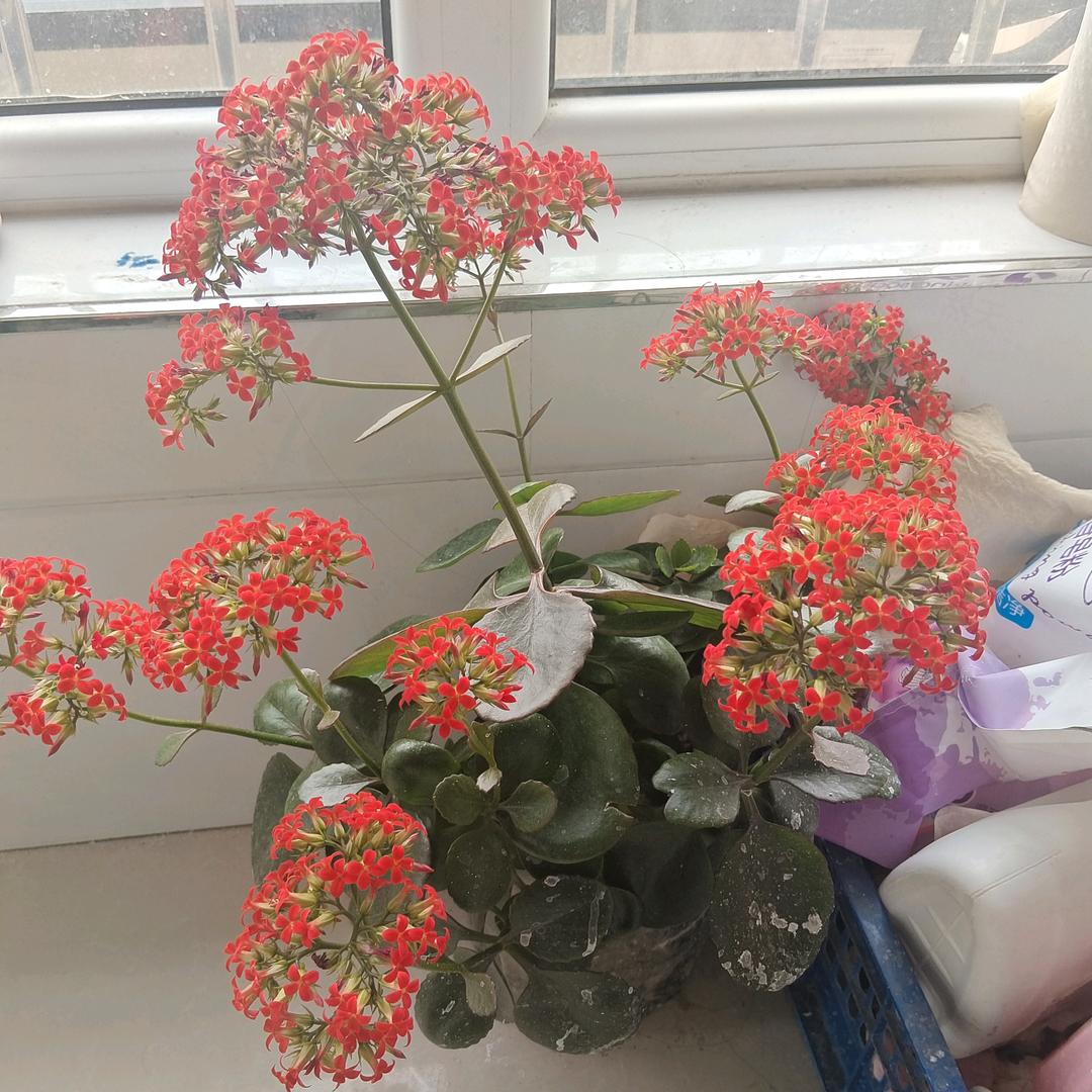 一朵气质花