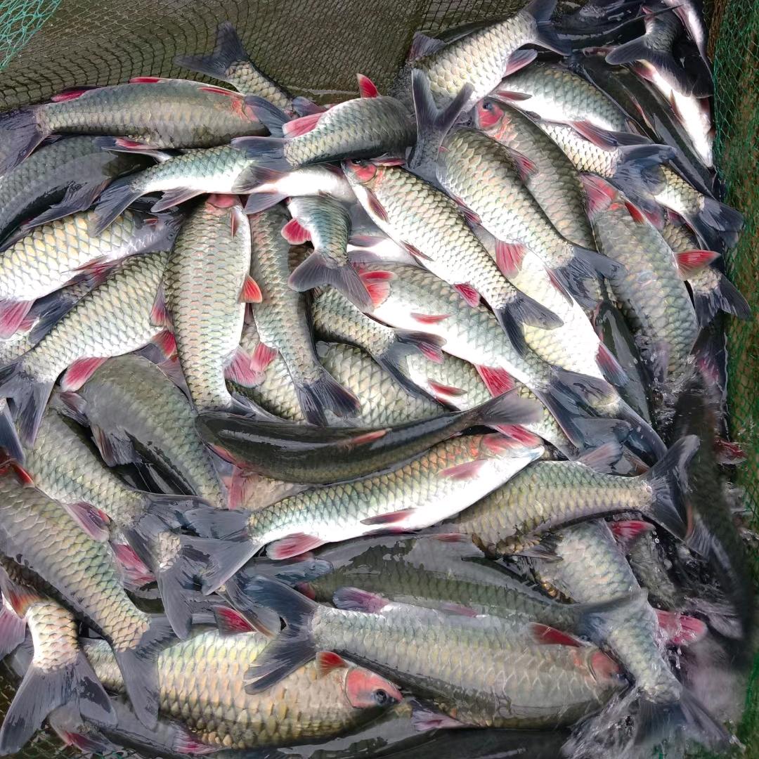 人和水产专业配送青竹鱼赤眼鱼