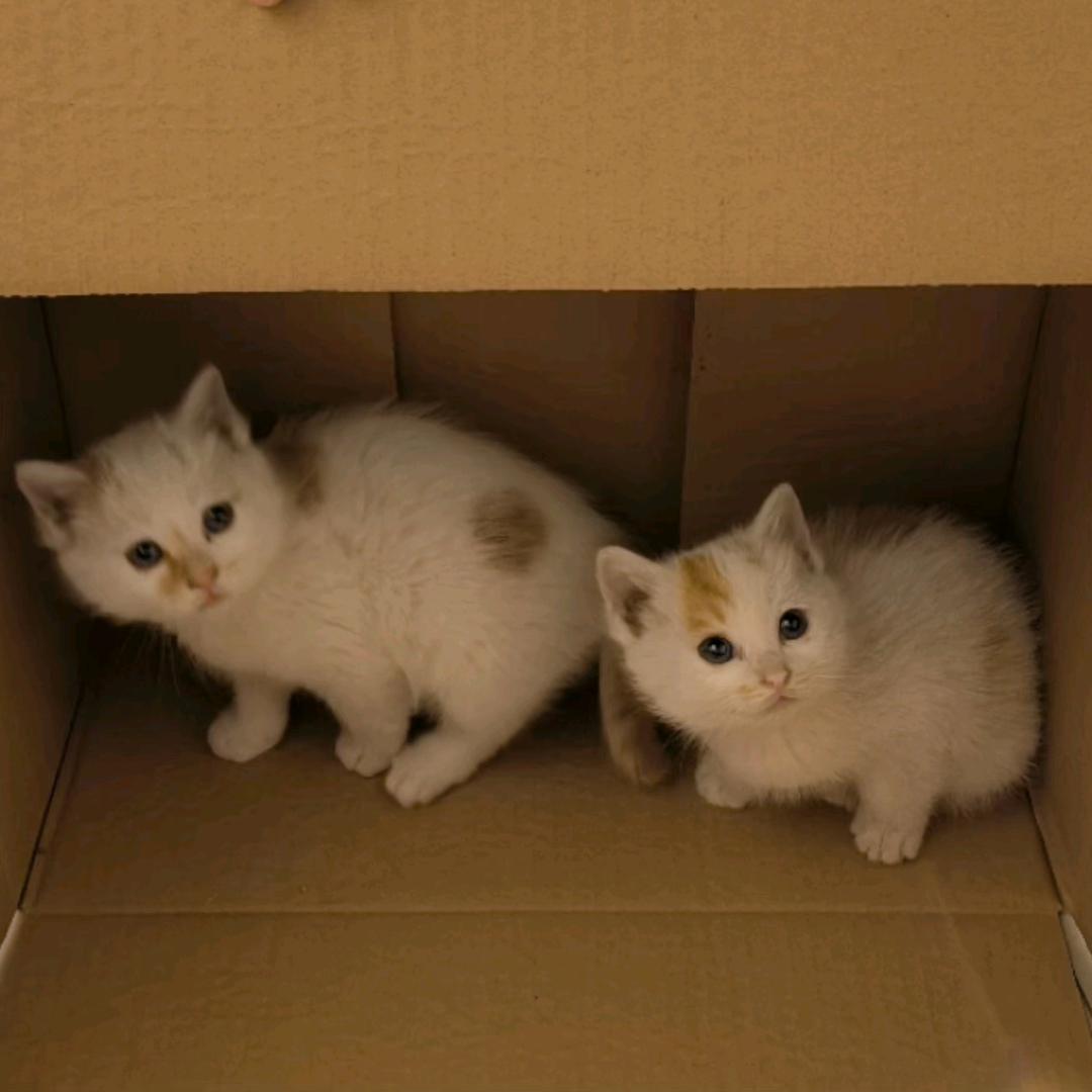 小小