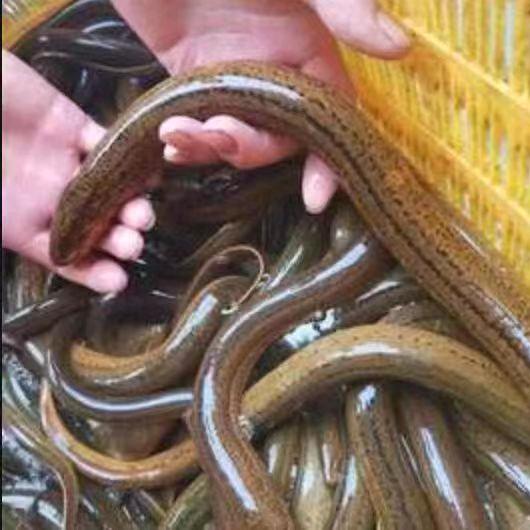 黄鳝养殖技术交流