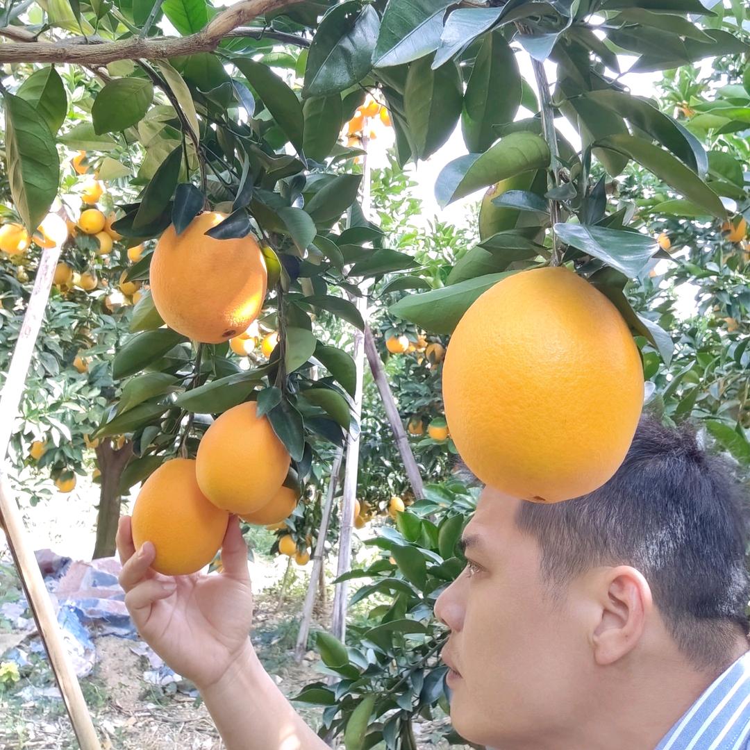 赣县区优鲜橙果业