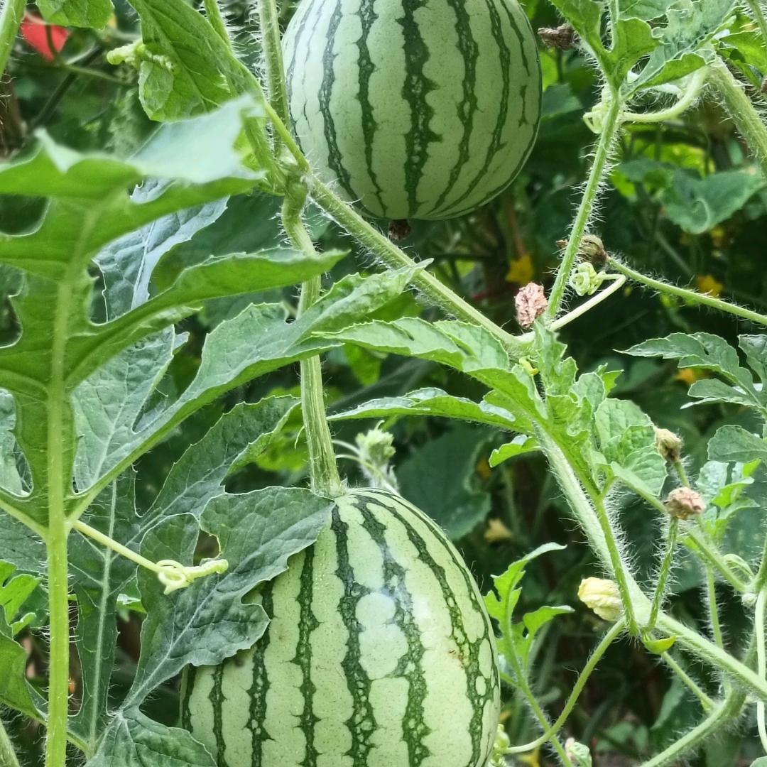 吴小伟