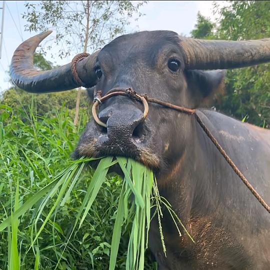 许昌板材批发（小菊）