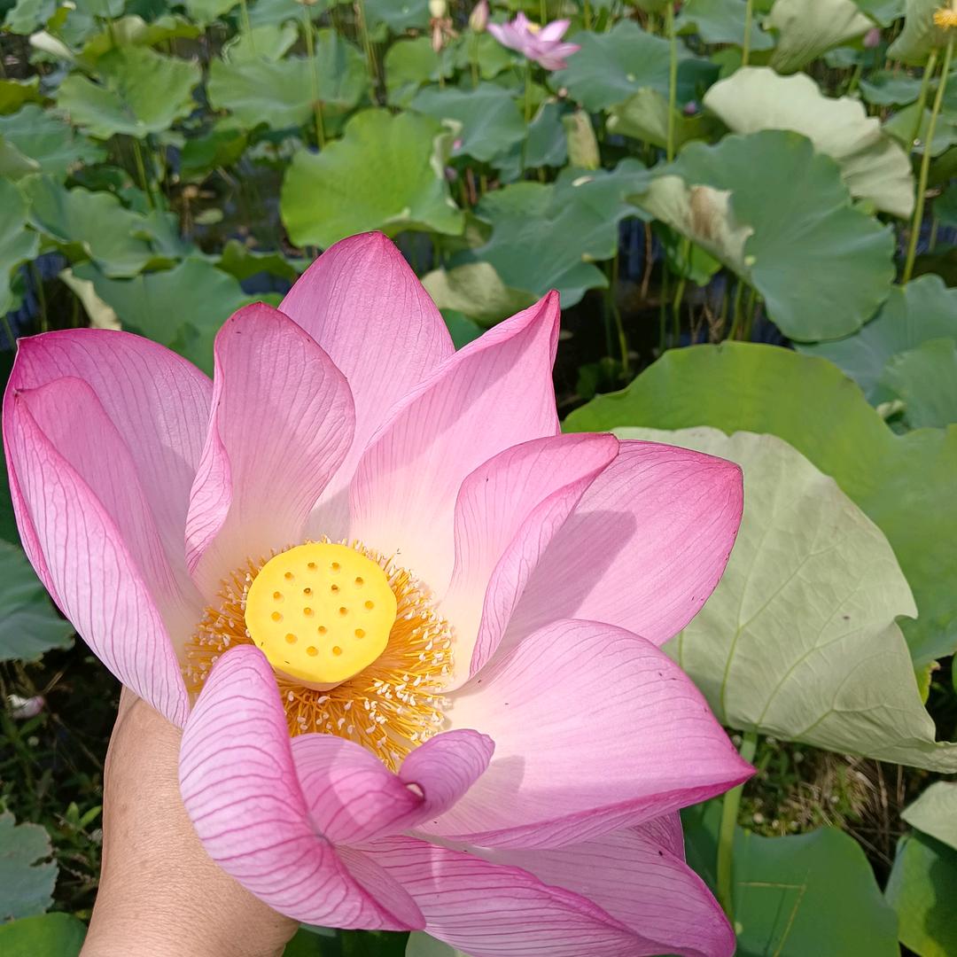 爱拼才会赢