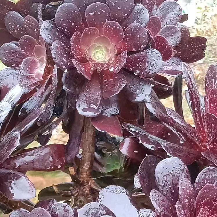 花儿🌹
