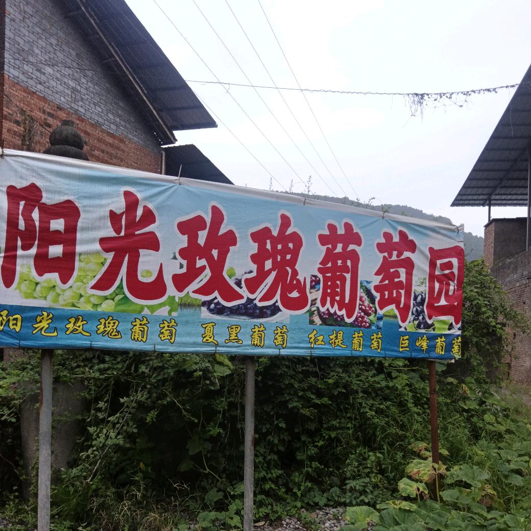 观音坝阳光玫瑰葡萄园